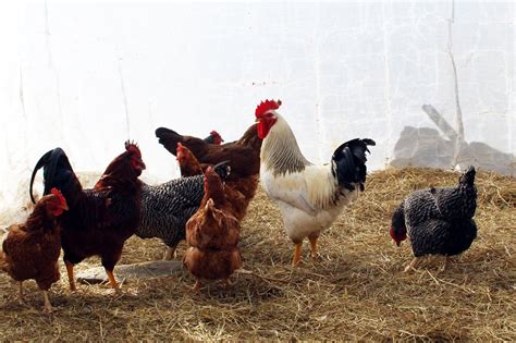 Finding your perfect match: Best poultry breeds for small farms - Small ...