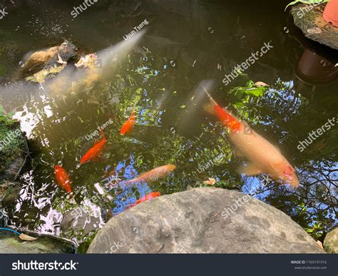 Beautiful Chinese Koi Fish Pool Stock Photo 1769191916 | Shutterstock