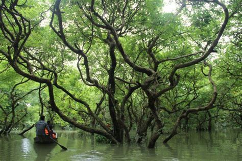 Sylhet Tours | Swamp Forest, Ratargul