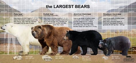 Самые крупные виды медведей. The largest bears | Kodiak bear, Bear, American black bear