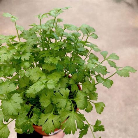 Parsley Plant - The Green Corner