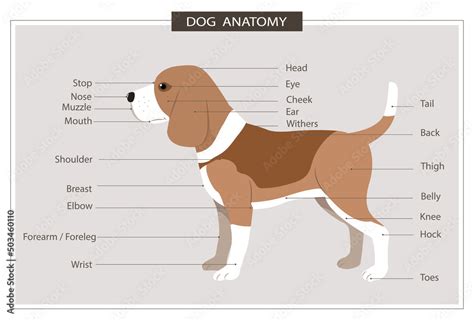 canine anatomy illustration veterinary body parts name education manual ...