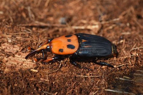 Red palm weevil stock image. Image of pest, nature, imago - 254831737