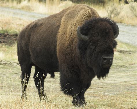 List of the Biggest Land Mammals in the United States | Sciencing