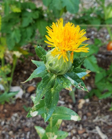 Safflower | Grow it for bright fresh cut or dried flowers