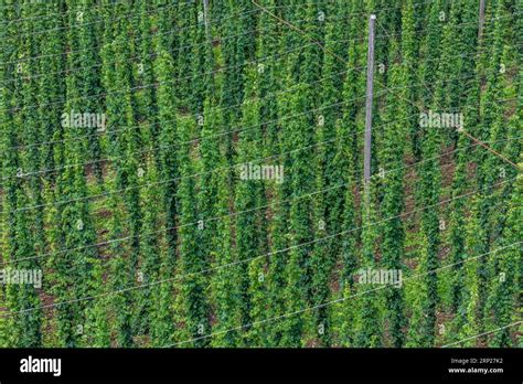 Hop (Humulus lupulus) cultivation in Tettnang on Lake Constance. The ...