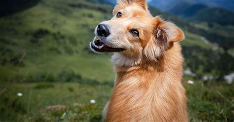 25 Low-Maintenance Dog Breeds - Critter Culture