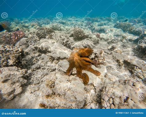 Reef Octopus Octopus Cyanea on Coral Garden Stock Image - Image of ...