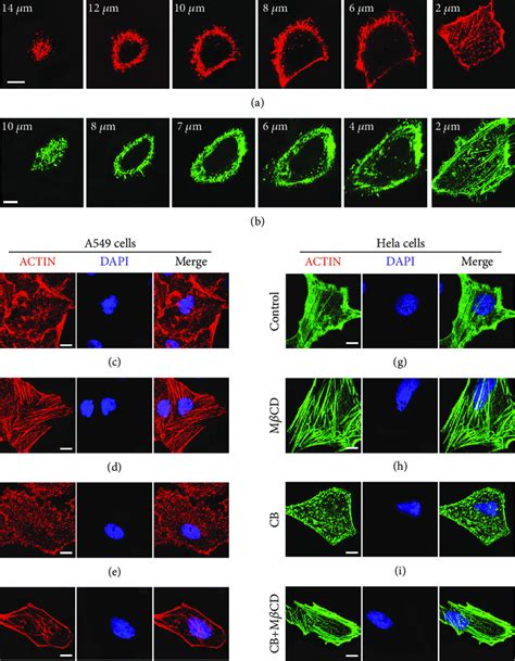 Actin cytoskeleton organization. (a, b) Confocal images of actin ...