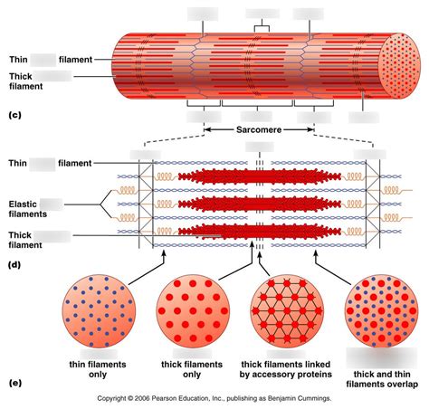 Skeletal Muscle Contraction Types