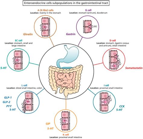 IJMS | Free Full-Text | A Focus on Enterochromaffin Cells among the Enteroendocrine Cells ...