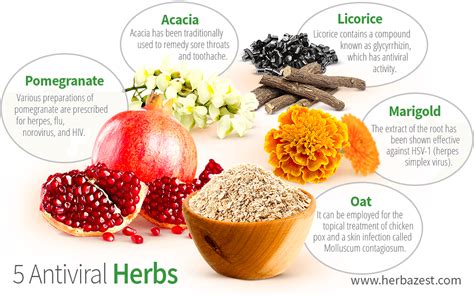 5 Antiviral Herbs | HerbaZest