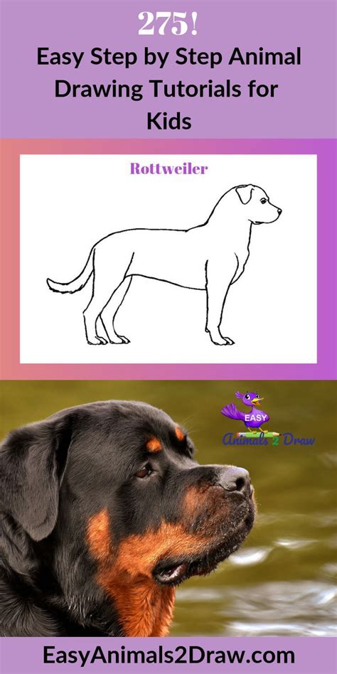 Learn how to draw an amazing Rottweiler dog with this easy and ...