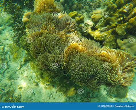 Sea Anemones in the sea stock photo. Image of water - 113820008