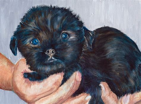 Rules of the Jungle: Affenpinscher puppies