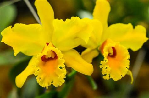 Orchid Festival 2015 opens at Else Kientzler Botanical Gardens in Costa Rica | Enchanting Costa Rica