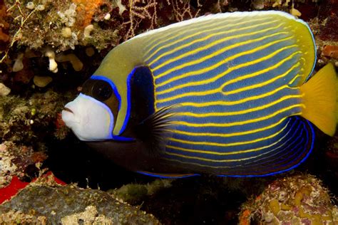 Emperor Angelfish Species Profile