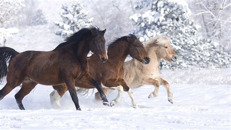 Animals in the Snow Wallpaper - WallpaperSafari