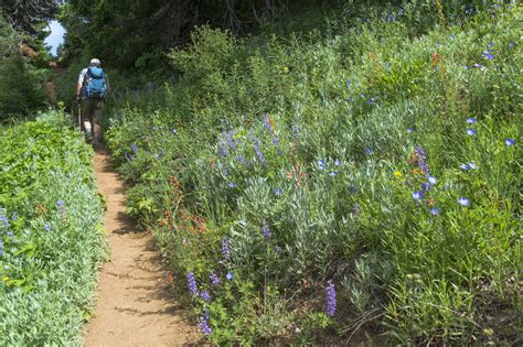 6 Epic Wildflower Trails in the Rocky Mountains - Dyllan Nguyen