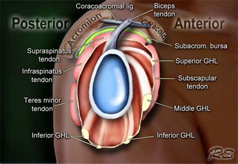 Shoulder Anatomy and Variants on MRI (2022)