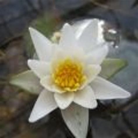 Native Pond Plants | Online | UK Grower | Fast Delivery