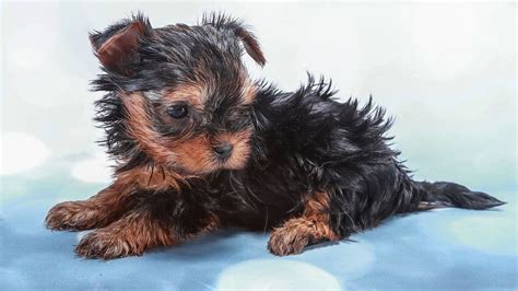 Yorkie Health Problems (Common Medical Issues You Need To Know)