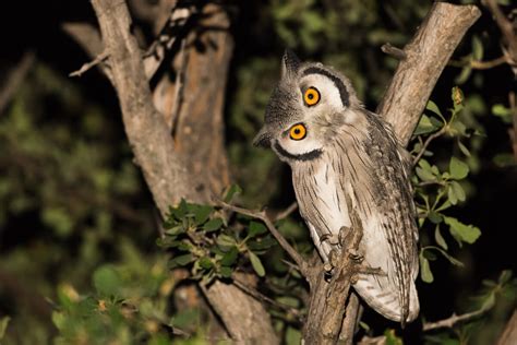 ¿Qué diferencias existen entre los búhos y las lechuzas? - Mis Animales