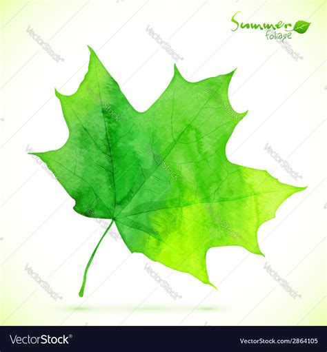 Watercolor green maple leaf Royalty Free Vector Image