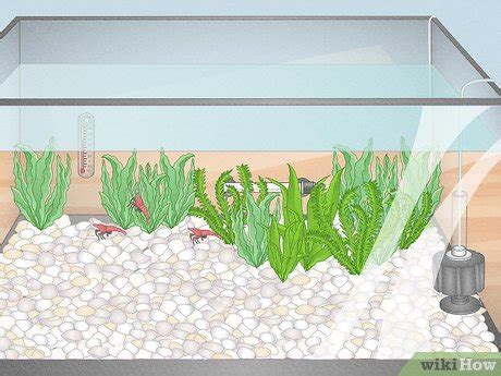 9 Ways to Breed Freshwater Shrimp - wikiHow Life