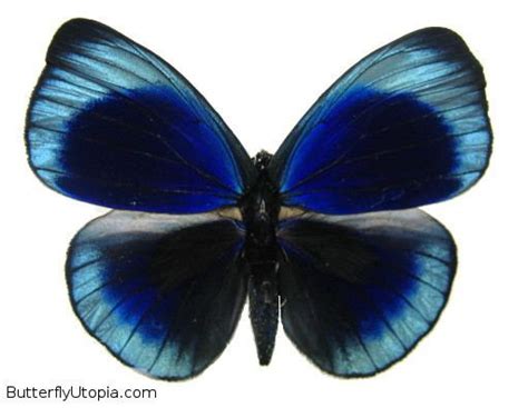 Asterope (butterfly) - Alchetron, The Free Social Encyclopedia