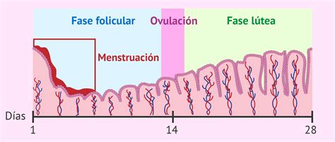 Cambios del endometrio durante el ciclo menstrual