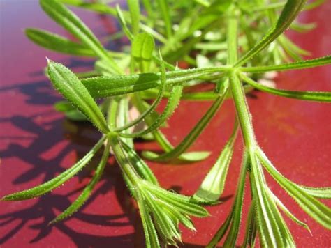 Sticky Weed Identification - Worst Weed Ever (well, almost) | TheEasyGarden - Easy, Fun ...