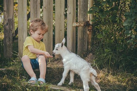 How to take care of a baby goat – ProviCo Rural