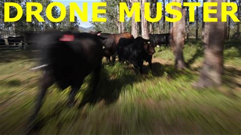 Mustering Cattle with a drone - YouTube