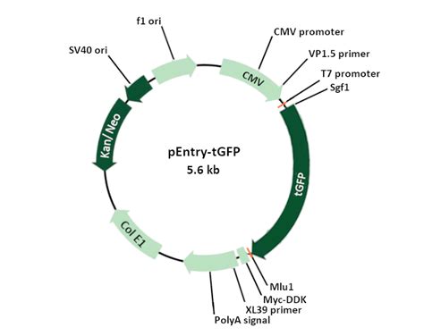 pEntry-tGFP Mammalian Expression Vector – PS100122 | OriGene