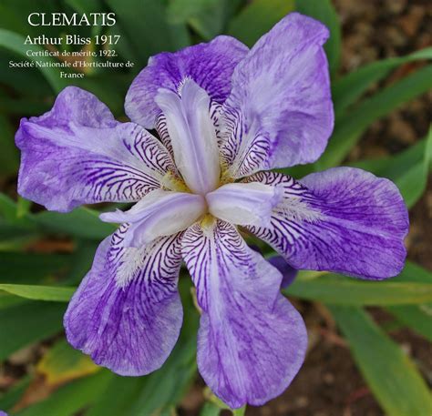 Historic Tall Bearded Iris CLEMATIS ~ HERITAGE IRISES