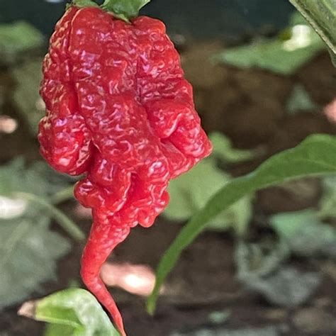 Carolina Reaper Red CK - Seeds | Chilli Kings