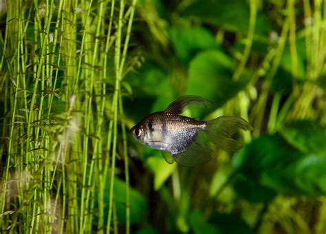 Black Skirt Tetra - The Care, Feeding an Breeding of Black Skirt Tetras - Aquarium Tidings