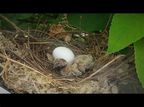 Mourning Dove Eggs Hatch