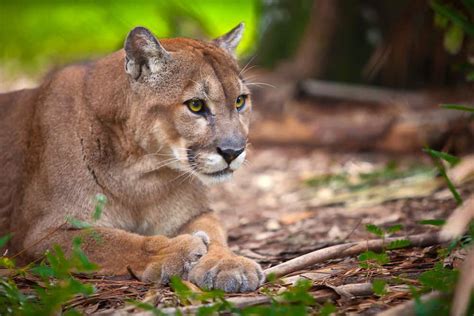 Animals Native To Florida / Animals Of The Florida Everglades ...