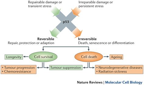 The p53 Gene and Cancer Development - DrJockers.com