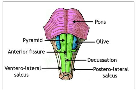 Medulla Oblongata: Definition, Structure And Functions