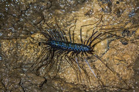 24 legged bug inside a vietnam cave : r/pics