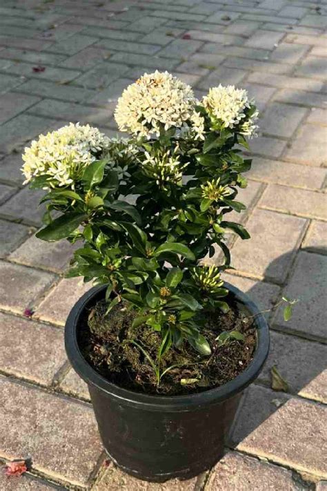 Ixora White - Flowering - Outdoor Plants | Plantshop.me