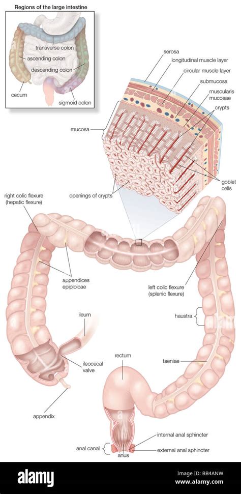 Ascending Colon Histology