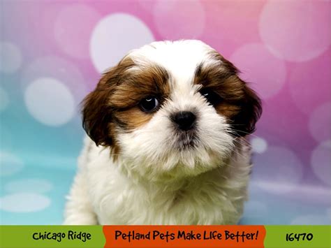 Shih Tzu-DOG-Male-Gold / White-3279335-Petland Pets & Puppies Chicago ...