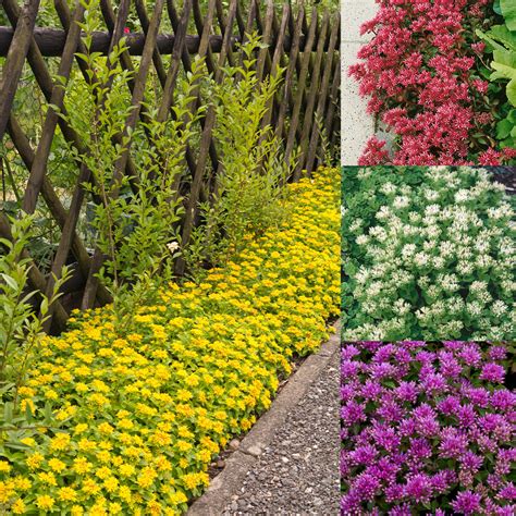 Shop Sedum Ground Cover Mixed | J. Parker's Wholesale