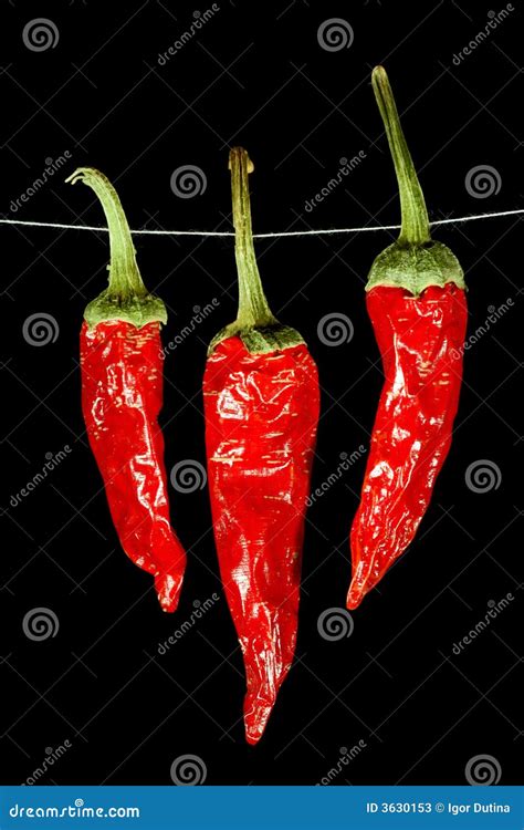 Dried red chili peppers stock image. Image of kitchen - 3630153