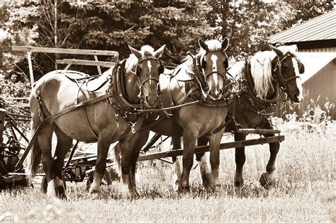 Work Horses Photograph by BandC Photography