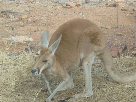 Alice Springs Desert Park (Alice Springs) - Visitor Information & Reviews